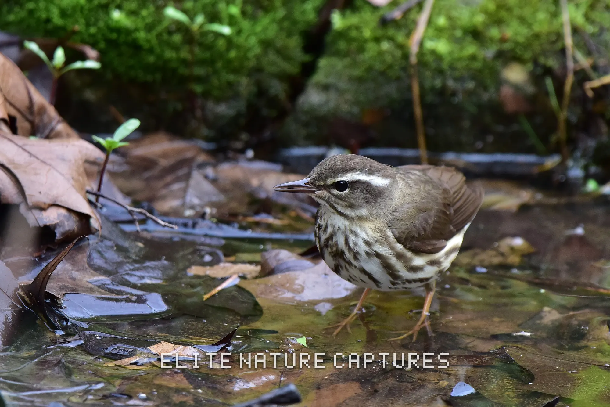 Louisiana Water Thrush