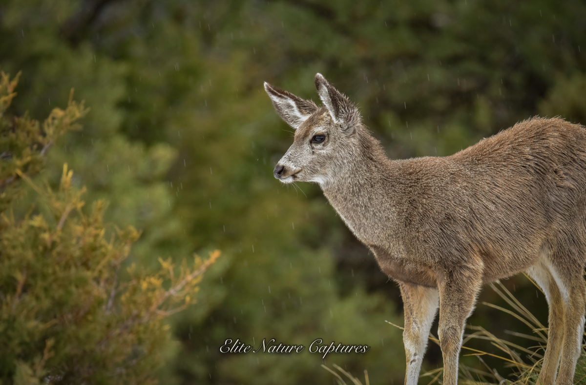 Young Mule deer in Rain