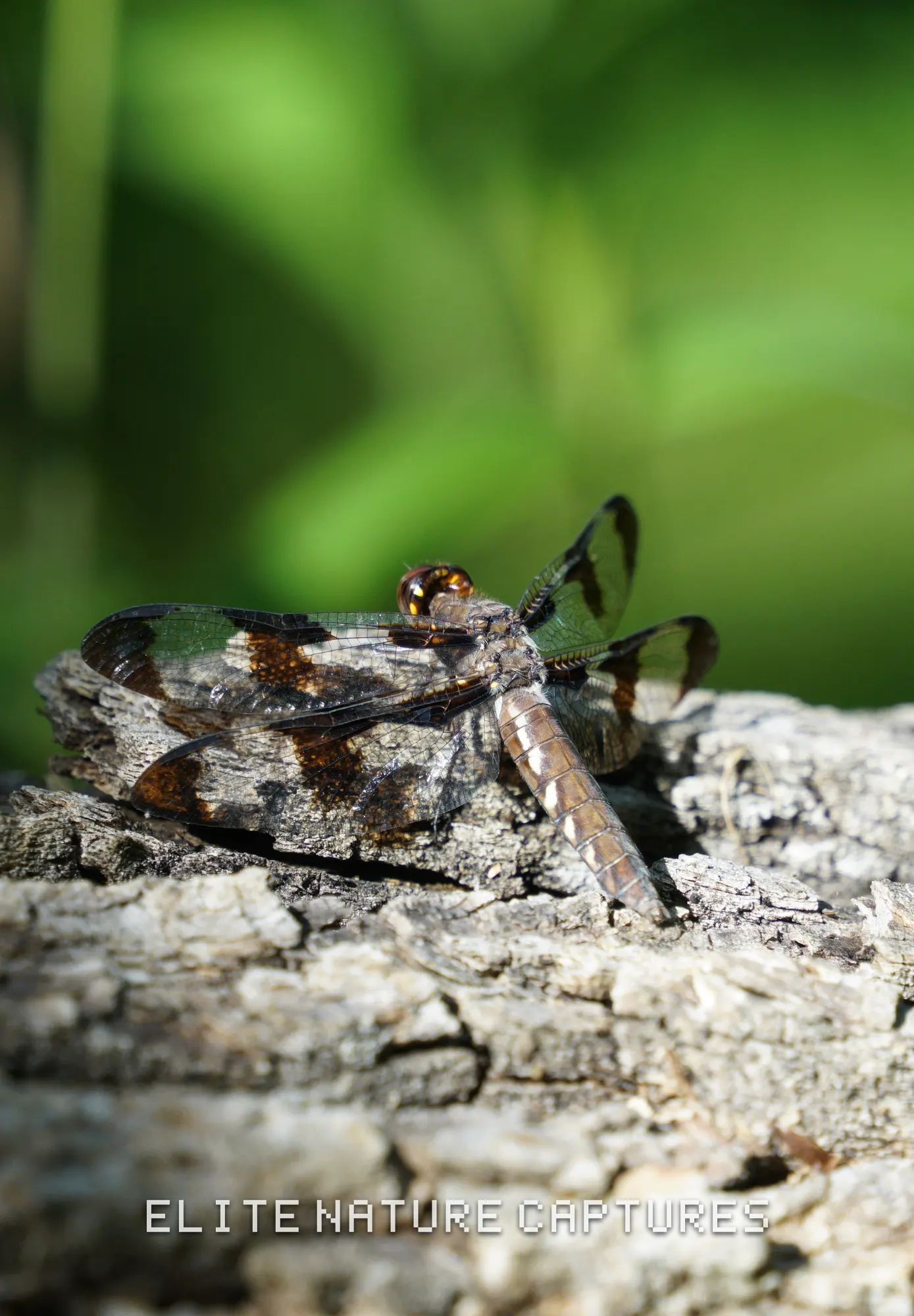 Common whitetail dragonfly