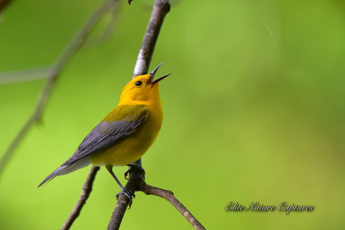 Prothonotary Warbler Singing in Spring Sunlight