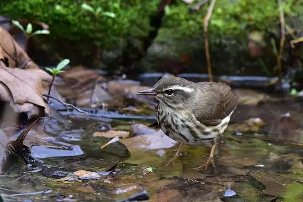 Louisiana Water Thrush