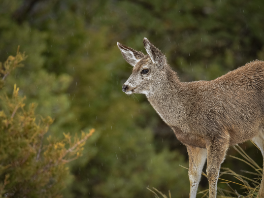 Young Mule deer in Rain
