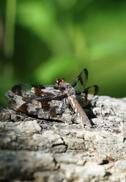 Common whitetail dragonfly