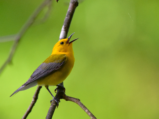 Prothonotary Warbler Singing in Spring Sunlight